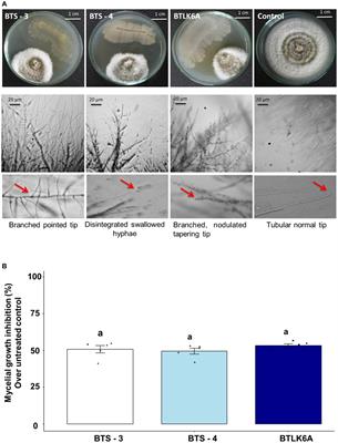 Biological control potential of worrisome wheat blast disease by the seed endophytic bacilli